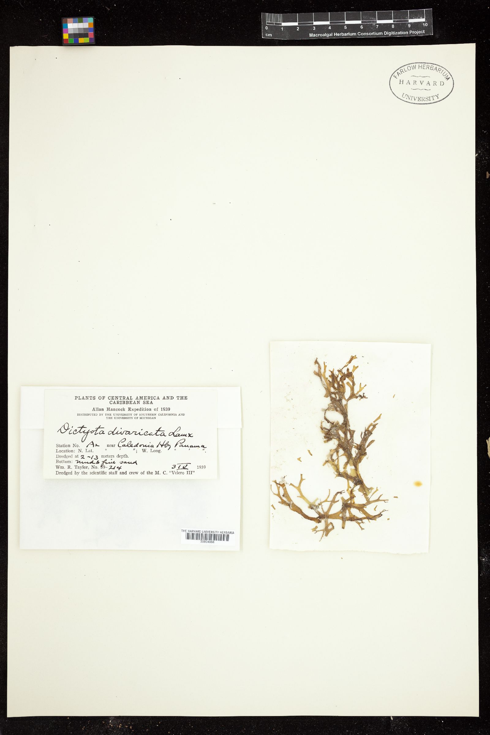 Canistrocarpus cervicornis image