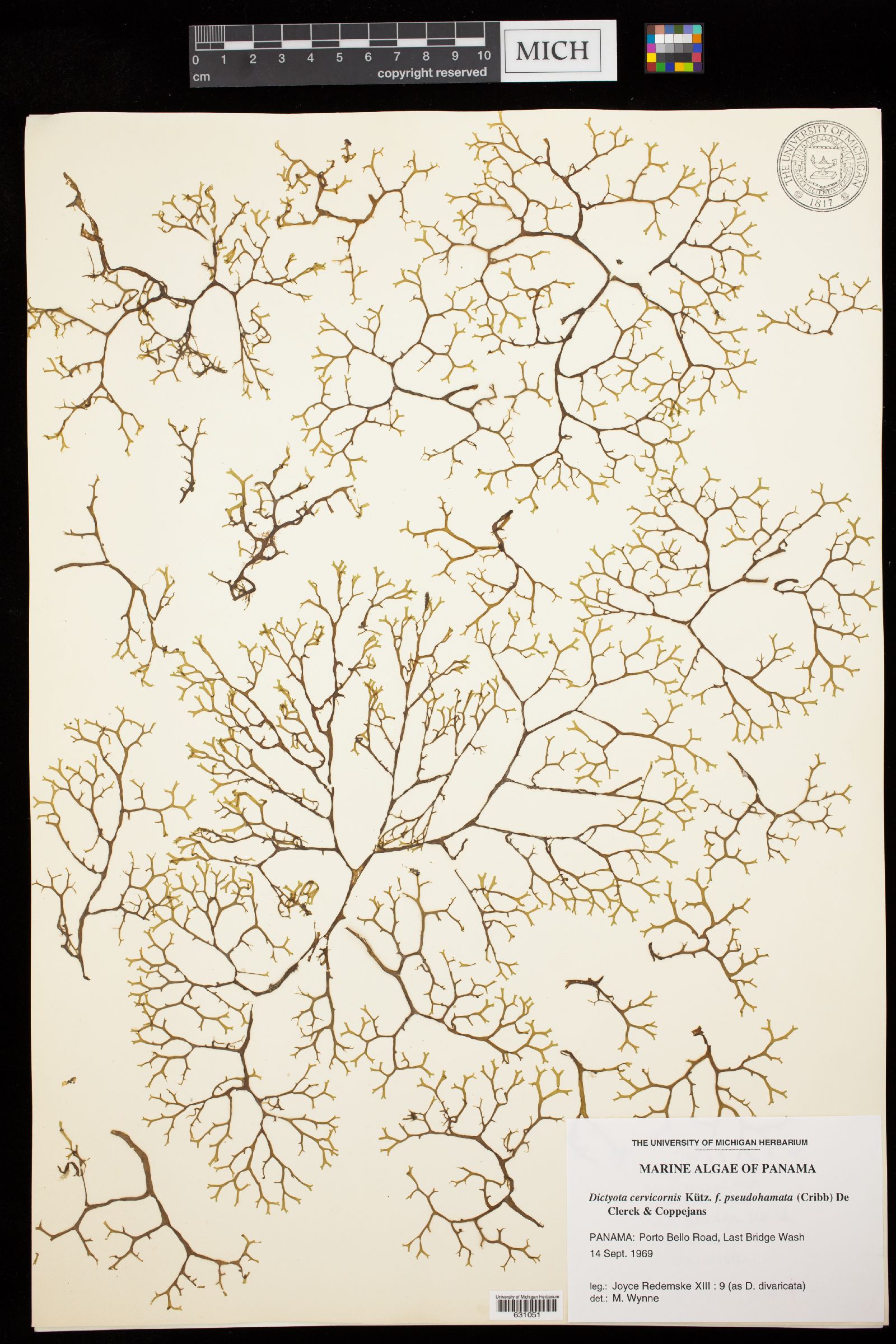 Canistrocarpus cervicornis f. pseudohamatus image
