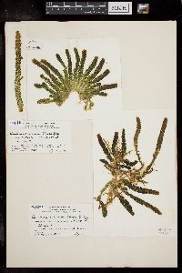 Caulerpa chemnitzia image