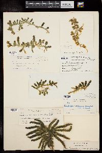 Caulerpa racemosa var. racemosa image