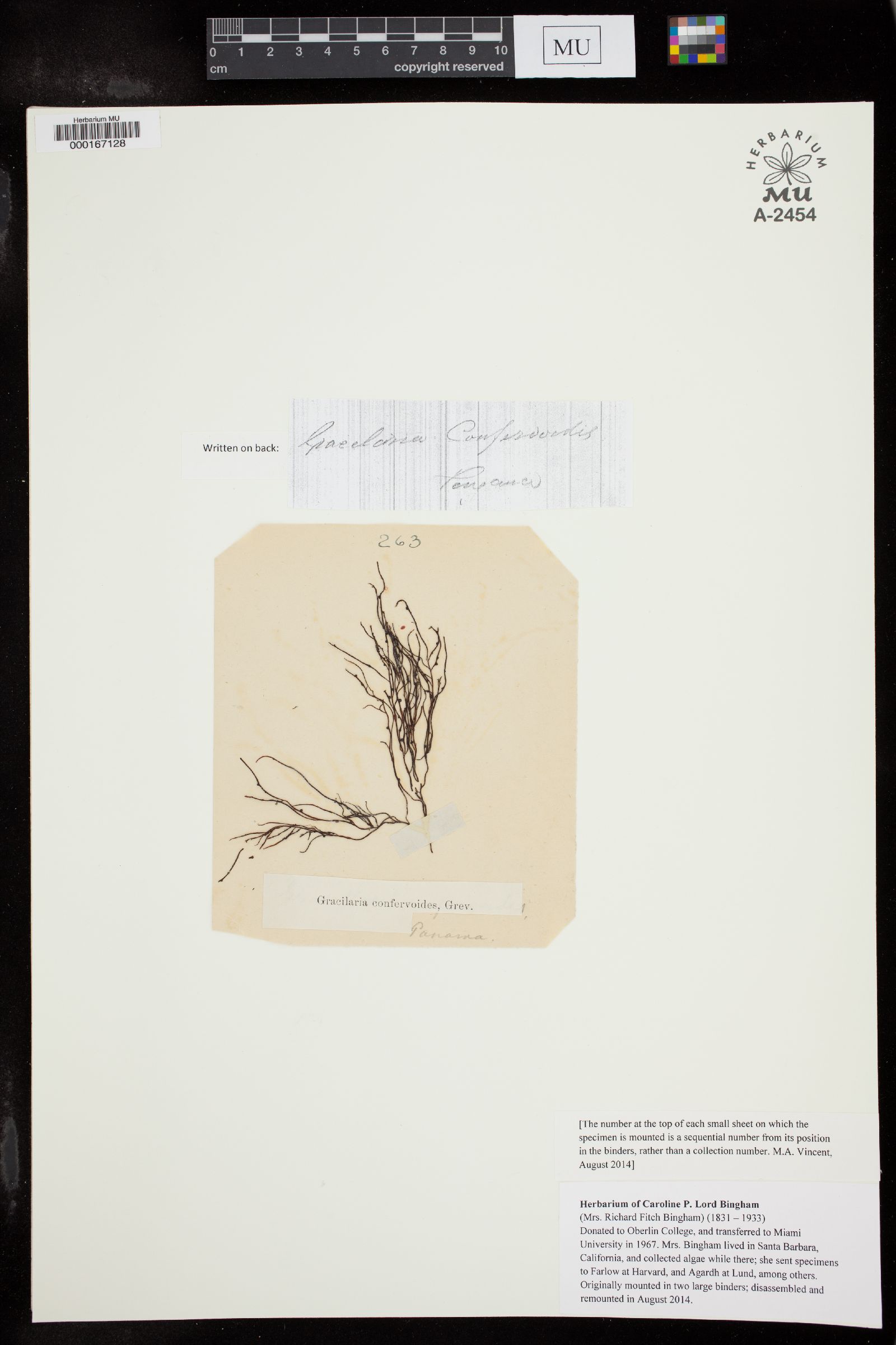 Gracilariopsis image
