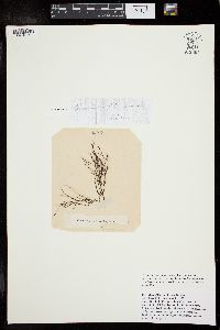 Image of Gracilariopsis longissima