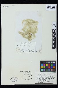 Chaetomorpha brachygona image