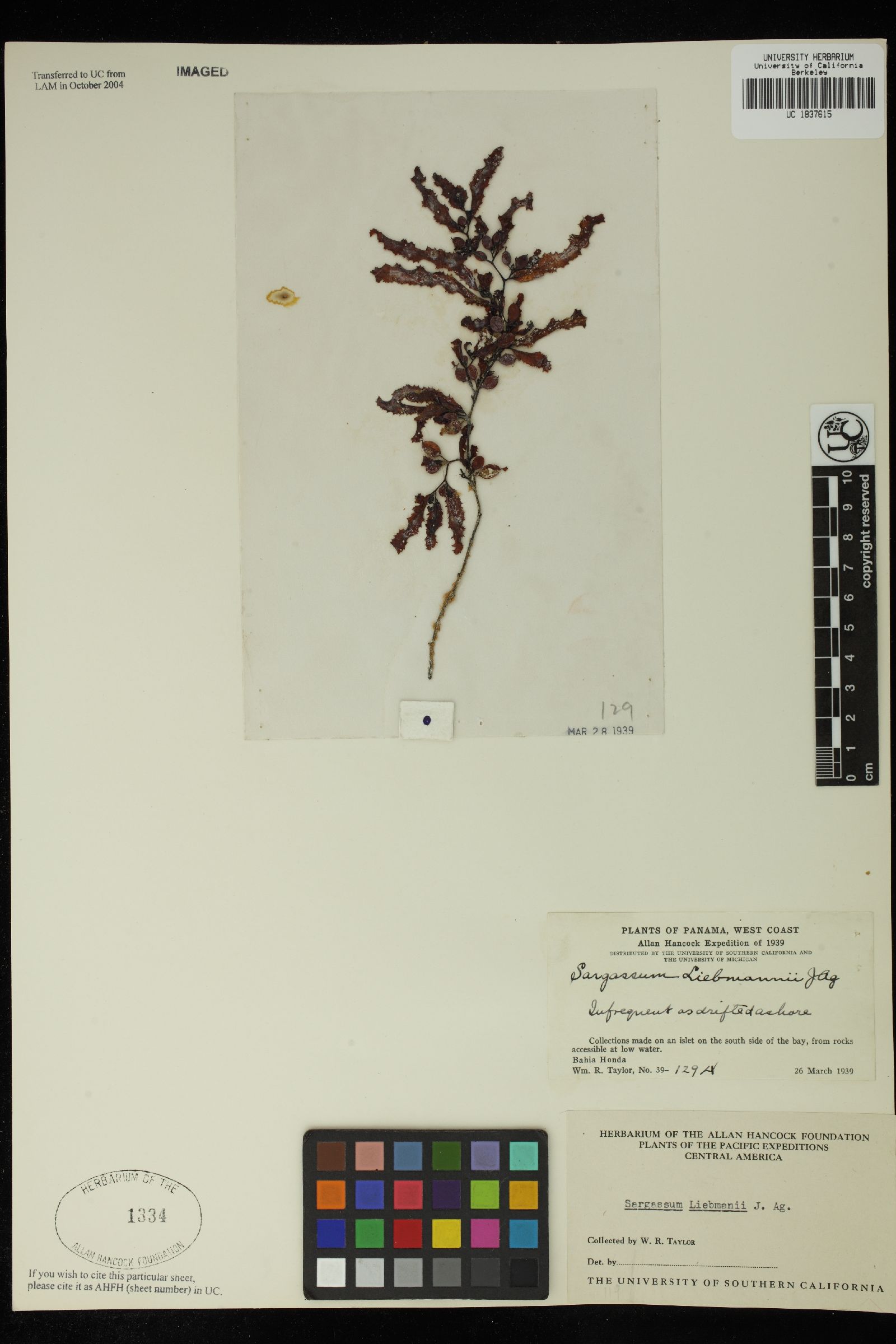 Sargassaceae image