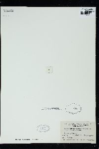 Lithothamnion australe f. tualensis image