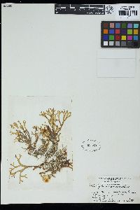 Canistrocarpus cervicornis image