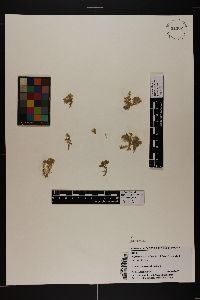 Rhipiliopsis stri image