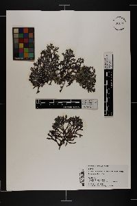 Gracilaria flabelliformis image