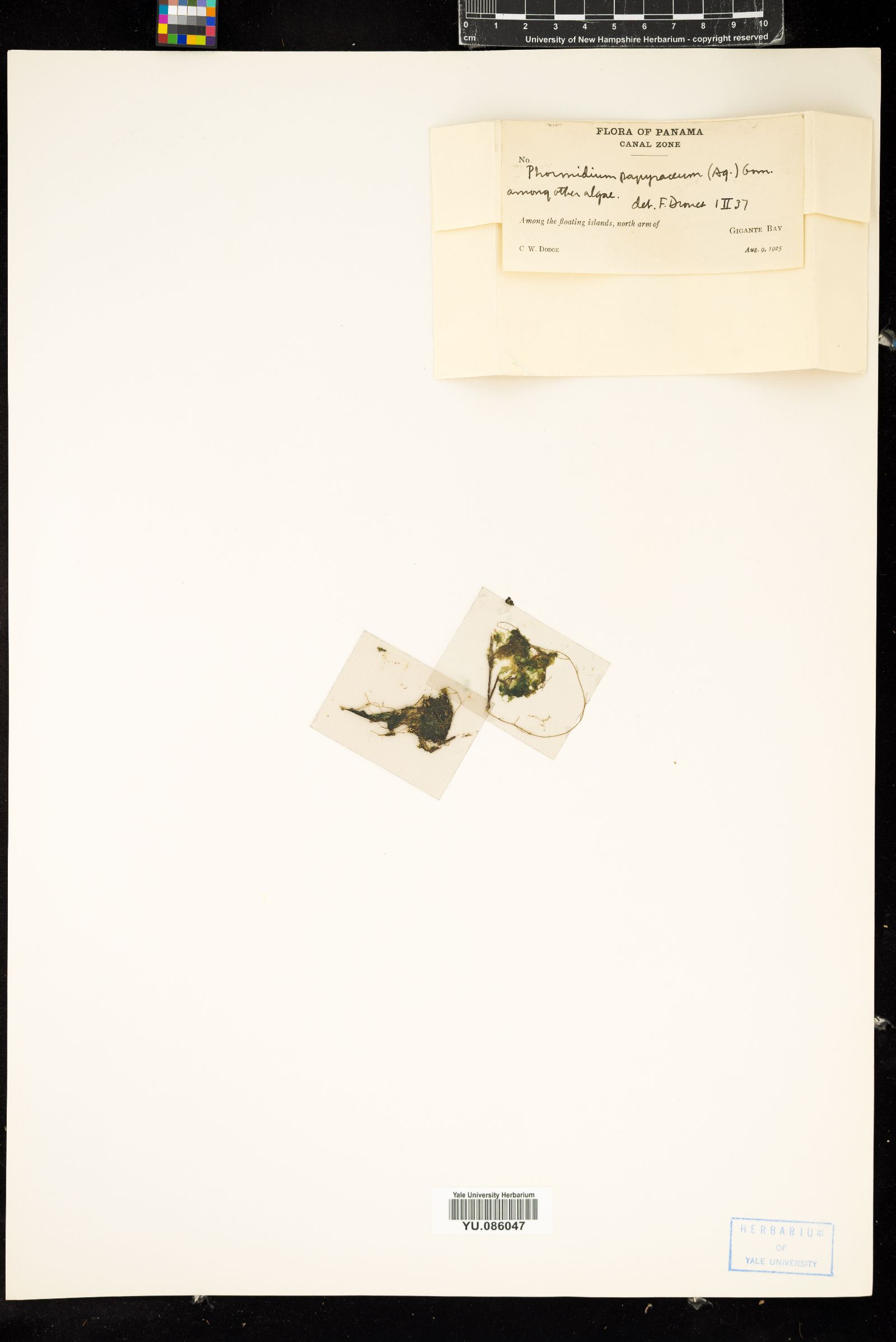 Phormidium papyraceum image