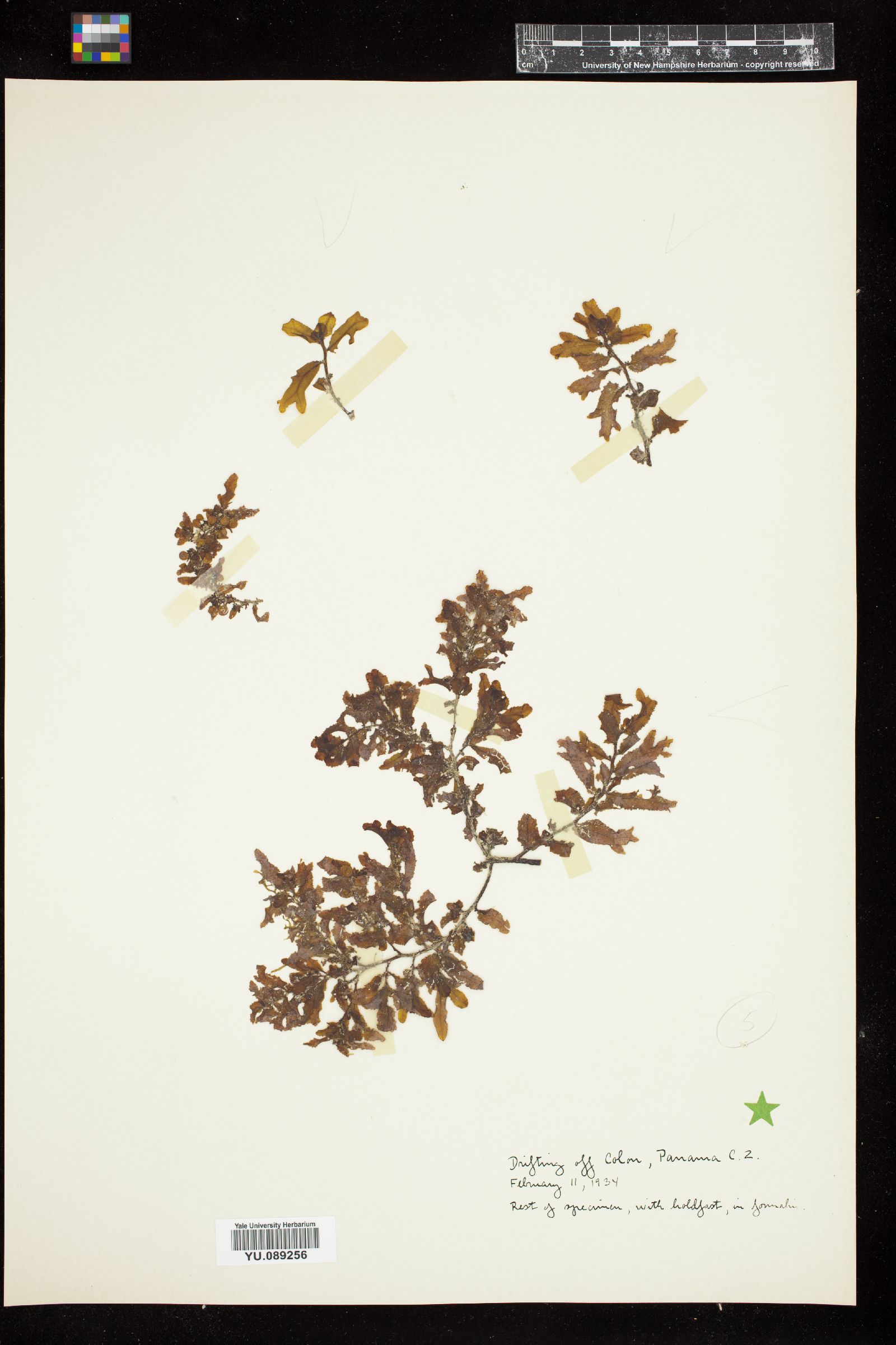 Sargassum image