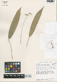 Anthurium brevispadix image