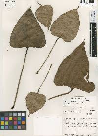 Anthurium roseospadix image