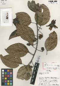 Passiflora macdougaliana image