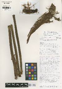 Philodendron antonioanum image