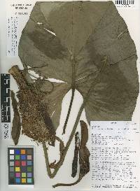 Philodendron thalassicum image