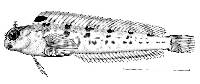 Hypsoblennius caulopus image