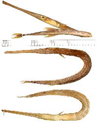 Fistularia corneta image