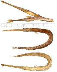 Fistularia corneta image