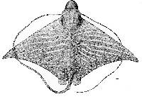 Image of Aetomylaeus asperrimus