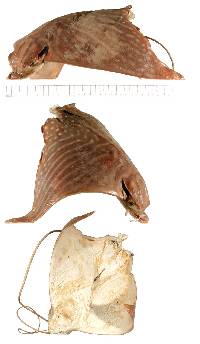 Aetomylaeus asperrimus image