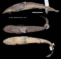 Carcharhinus cerdale image