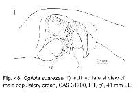 Ogilbia suarezae image
