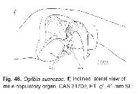 Ogilbia suarezae image