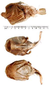 Himantolophus azurlucens image