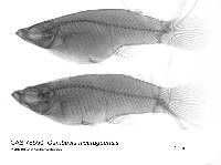 Gambusia nicaraguensis image