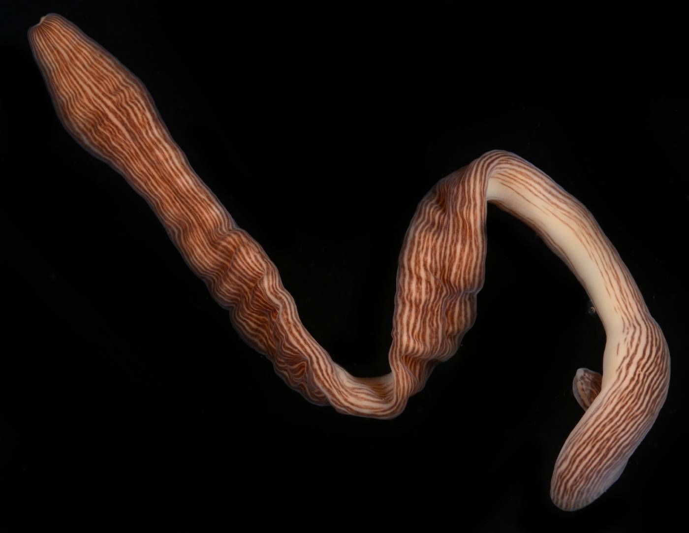 Baseodiscus delineatus image
