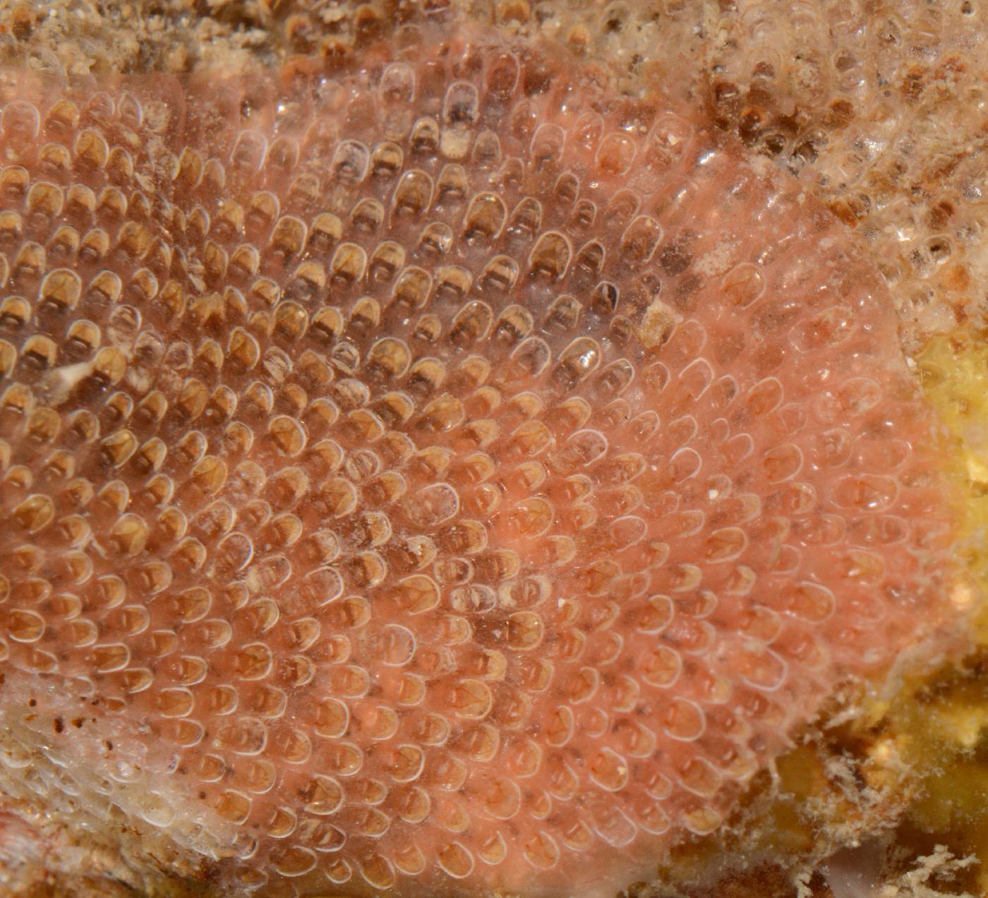 Steginoporellidae image