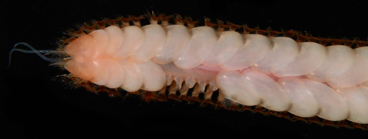 Sigalionidae image