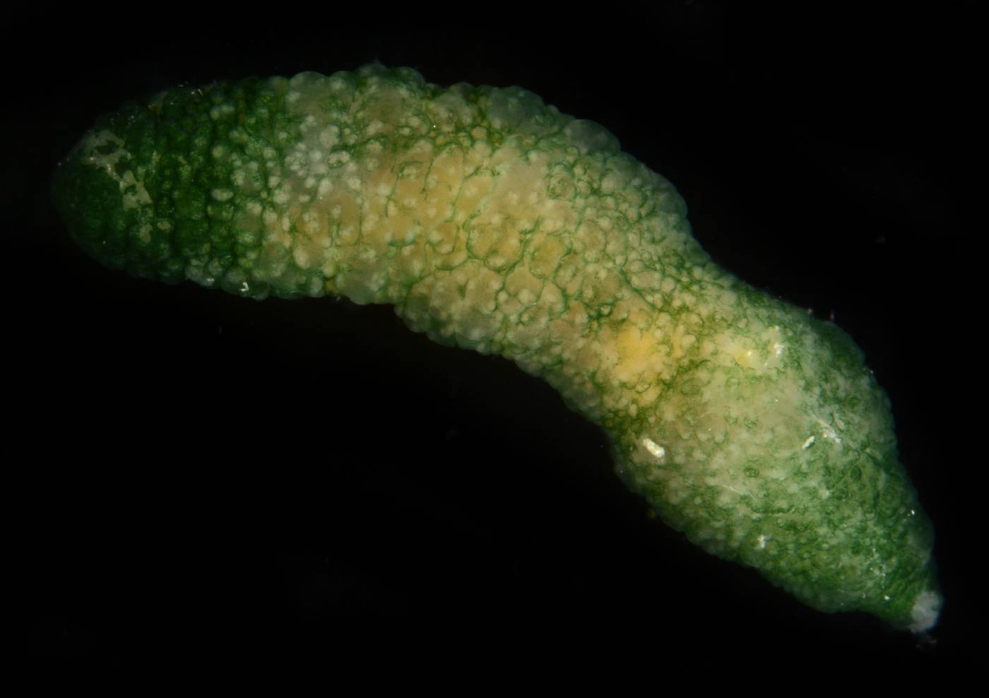 Bonelliidae image