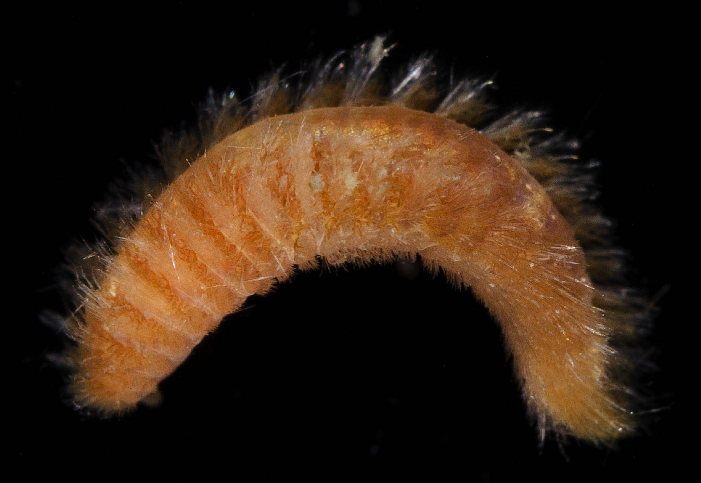 Euphrosinidae image