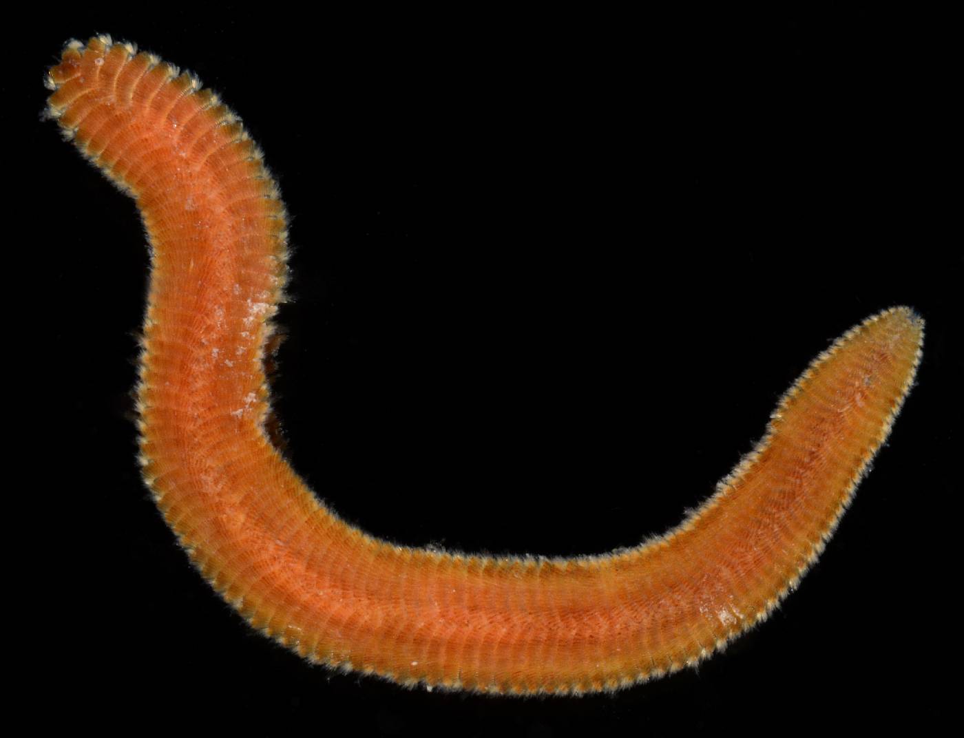 Chrysopetalidae image