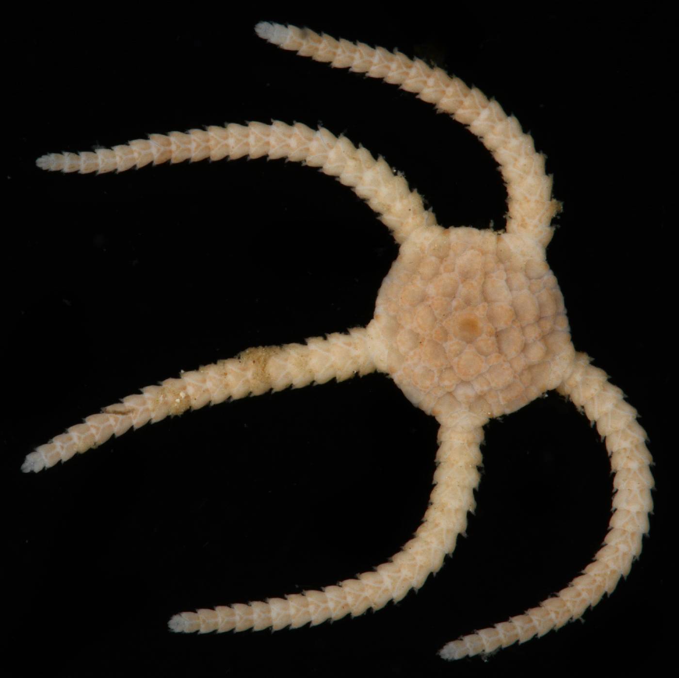 Ophiolepis paucispina image