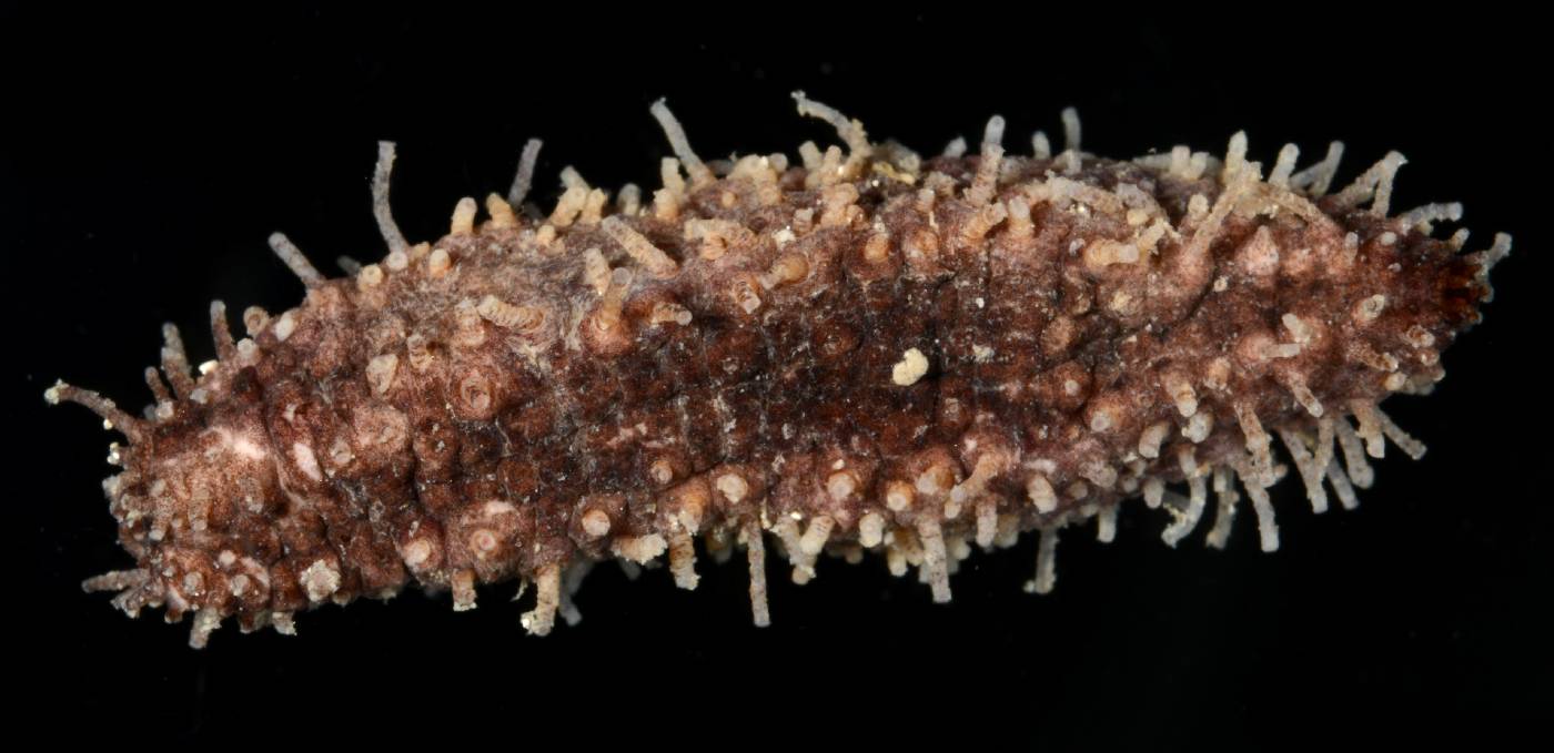 Cucumariidae image