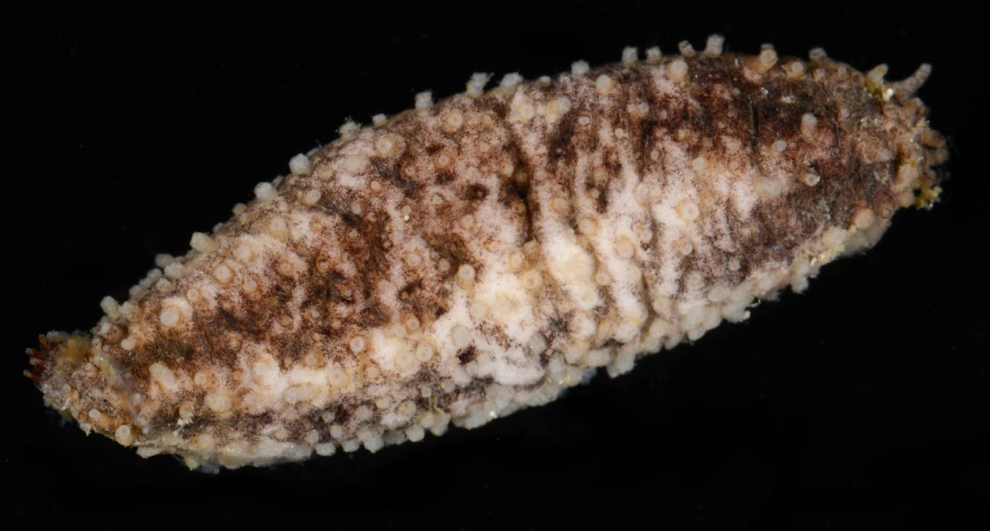 Parathyone surinamensis image