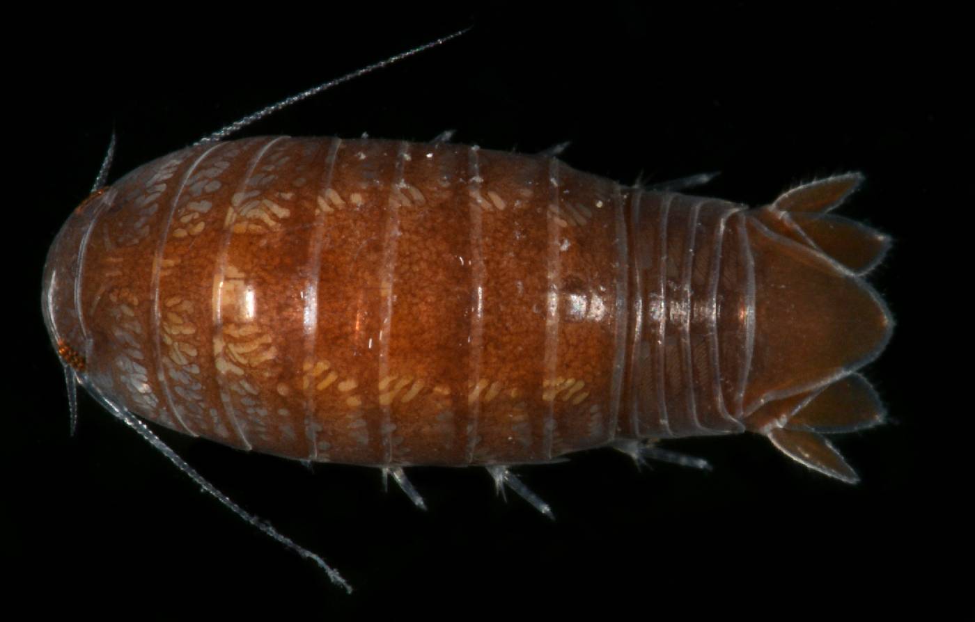 Cirolanidae image
