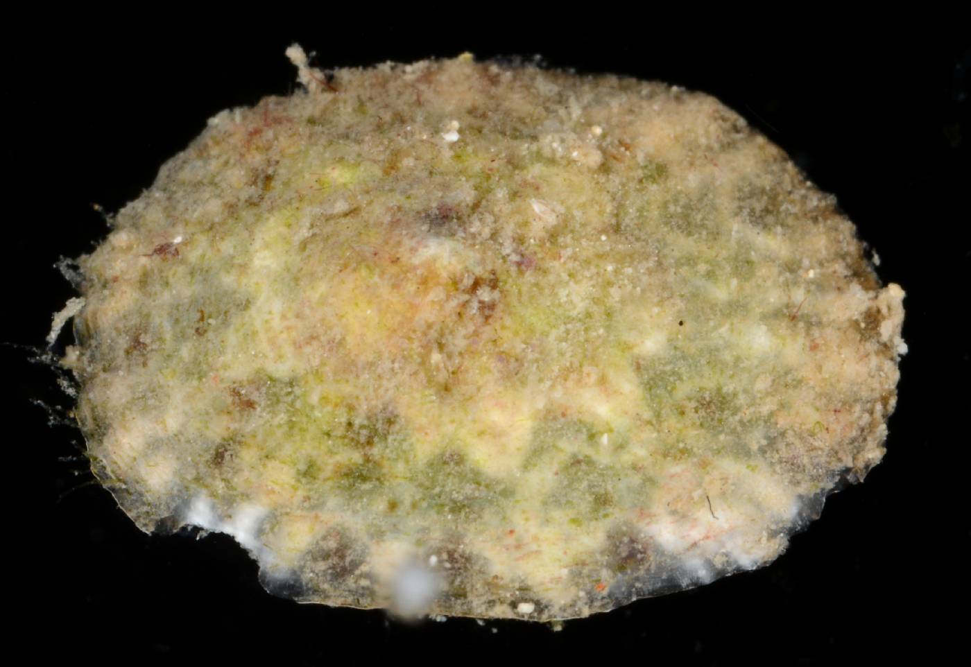 Eoacmaea pustulata image
