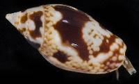 Conella ovulata image