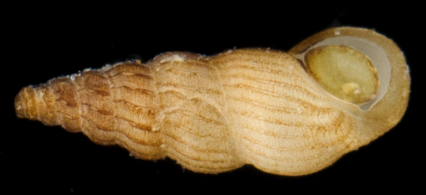 Rissoinidae image
