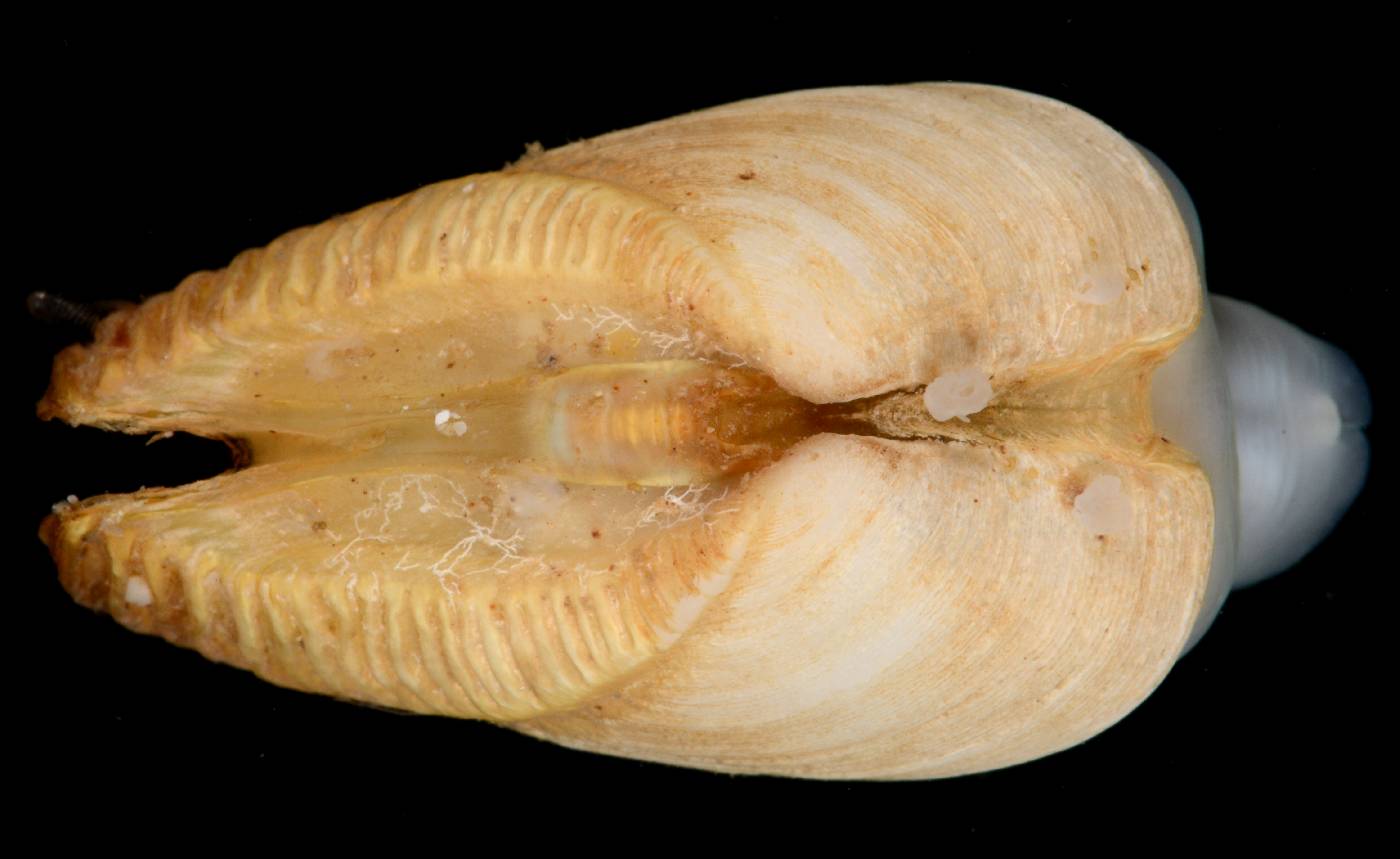 Gastrochaenidae image