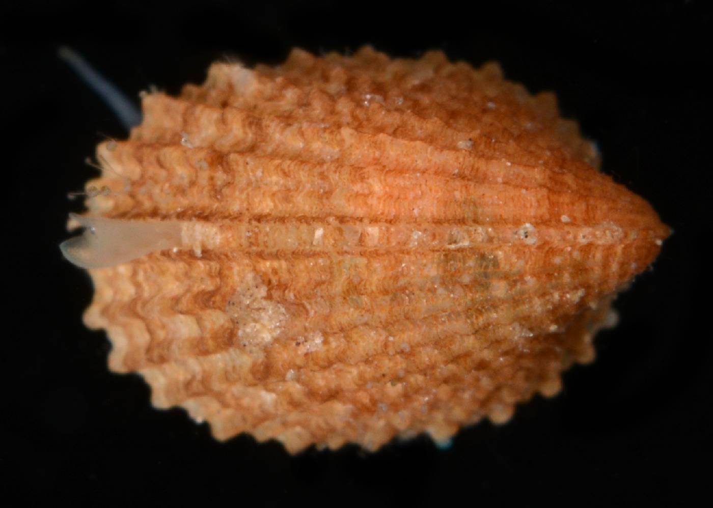 Fissurellidae image