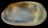 Coralliophaga coralliophaga image