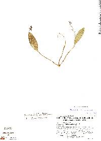 Image of Pleurothallis ramonensis