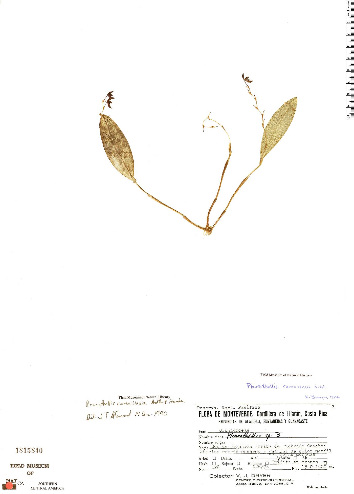 Pleurothallis ramonensis image