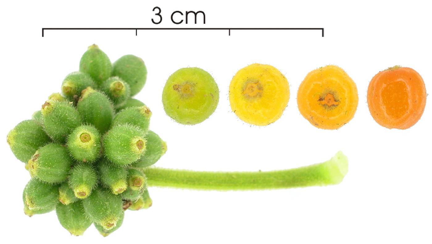 Psychotria micrantha image