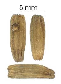 Image of Psychotria poeppigiana