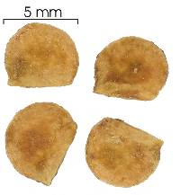 Schefflera morototoni image
